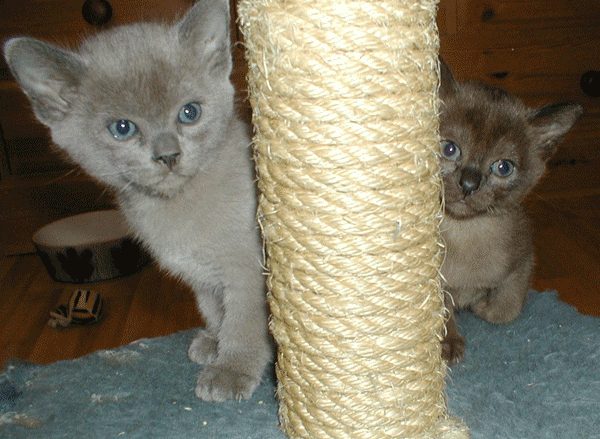 Blue Burmese kitten and brown Burmese kitten beside a sisal post