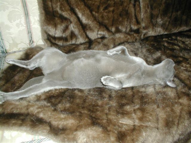 Salome, a blue Burmese queen, stretched out on a fur throw